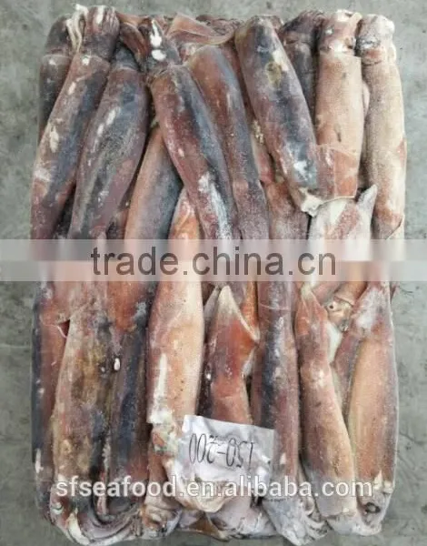 Frozen Seafood Importers of Illex Squid photo-3
