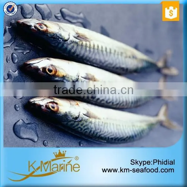 Frozen Whole Round Mackerel photo-6
