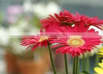 Preserved Flowers Fresh Cut Flowers Gerber Flower photo-5