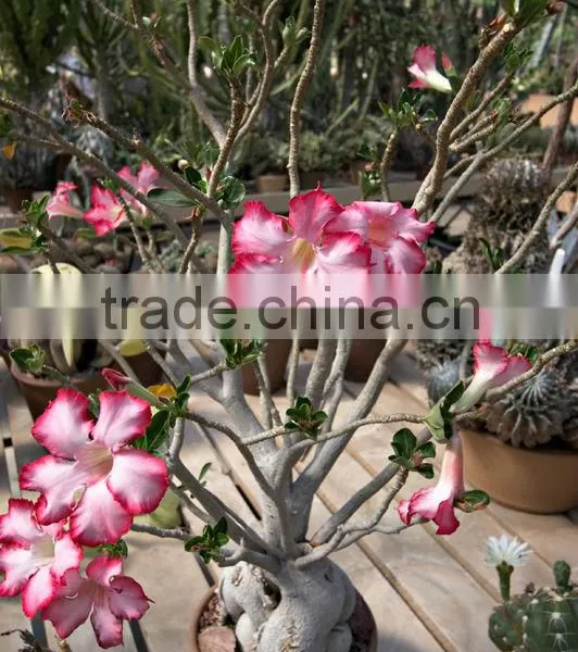 Adenium Obesum, Desert Rose