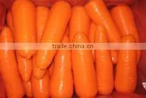 Fresh Frozen Carrot Dehydrated Carrot