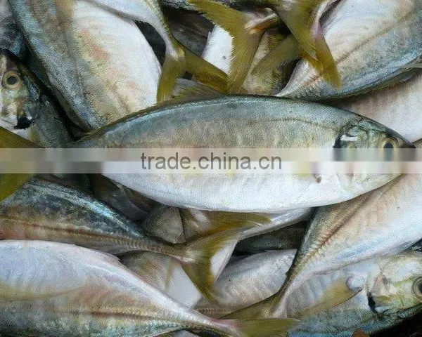 FROZEN YELLOW TAIL SCAD WHOLE ROUND
