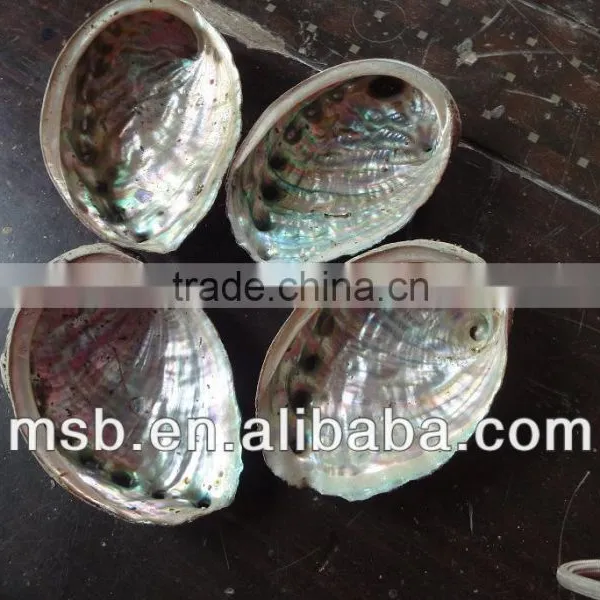 Natural Raw Thick Chinese River Triangle Shell/raw Shells photo-6