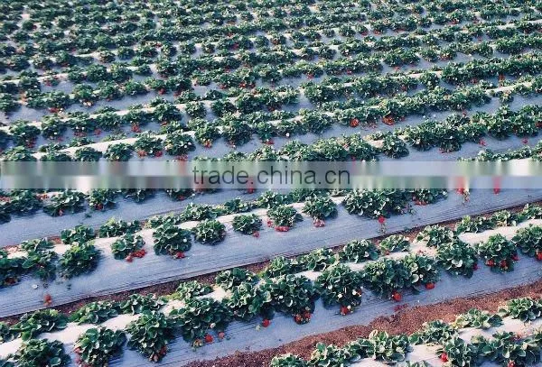Black and Silver PE Biodegradable Mulch Film for Agriculture Greenhouse photo-2