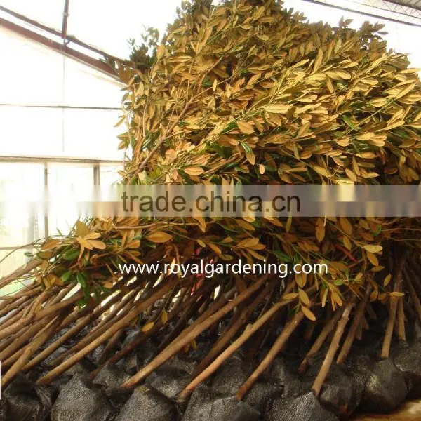 Magnolia Grandiflora Cold Hardy Landscaping Trees photo-4