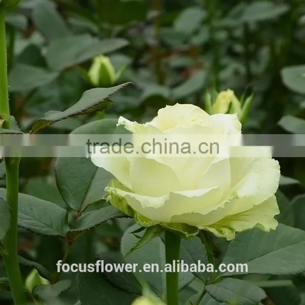 For Valentine's Day Occasion Cut Flowers Rose Fresh Flower Avalanche Flower From Kunming photo-3