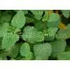 Lemon Balm Extract