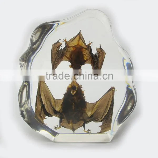 2016 New Design Wholesale Promotional Gift Desk Decoration With Real Insect Bat photo-4