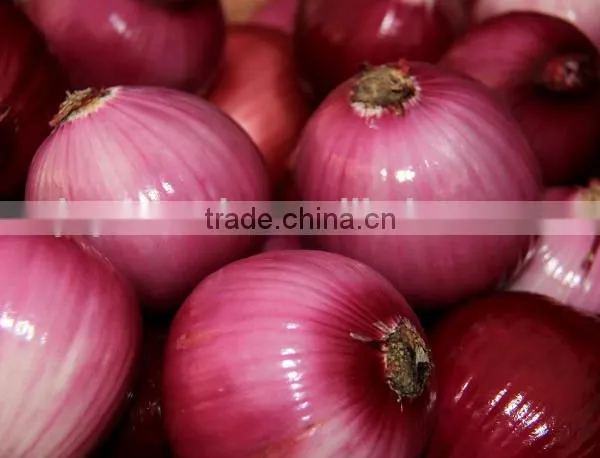 Engineers Available to Service Machinery Overseas After-sales Service Provided and Stripper Type Onion Peeling Machine photo-5
