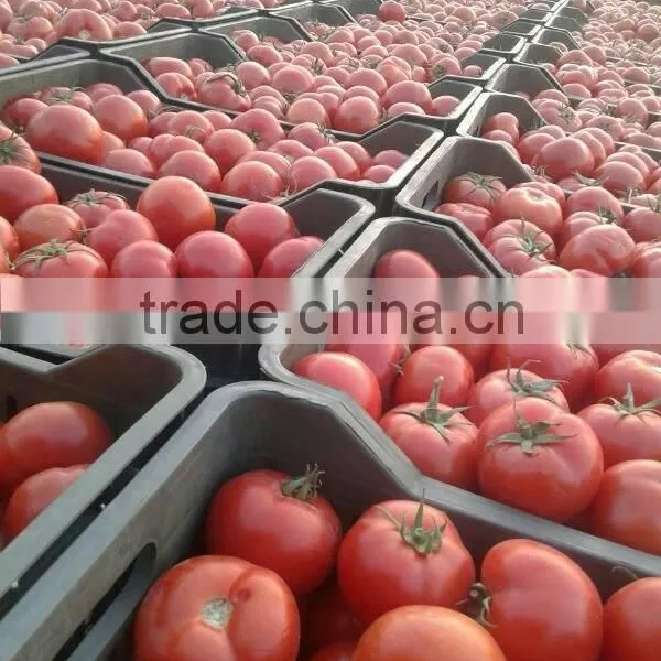 Tomato photo-3