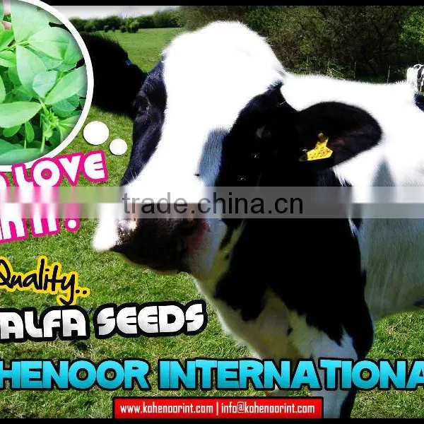 ALFALFA SEEDS ANIMAL FODDER GRASS SEEDS