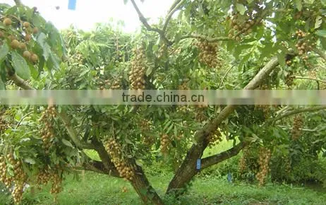 Dried Longan photo-2