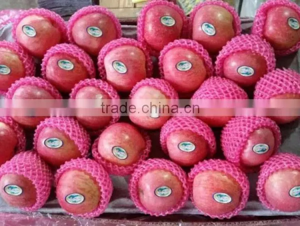 Qinguan Apples/Fresh Qinguan Apples/Delicious Qinguan Apples photo-2