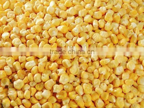 FD Freeze Dried Dehydrated Sweet Corn photo-3