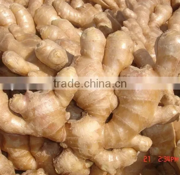 Fresh Mature Ginger photo-5
