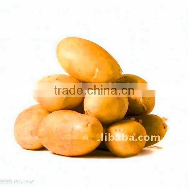 Holland Potato