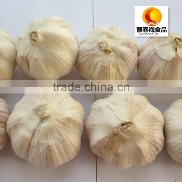 Hot Sale Dried White Garlic Supplier photo-2