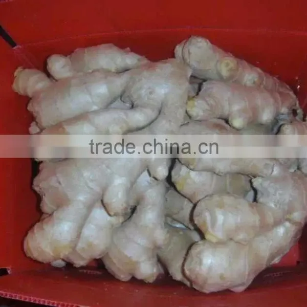 Hot Sail Top Quality Chinese Ginger Root photo-3