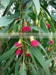 EUCALYPTUS GLOBULUS TERPENES photo-2