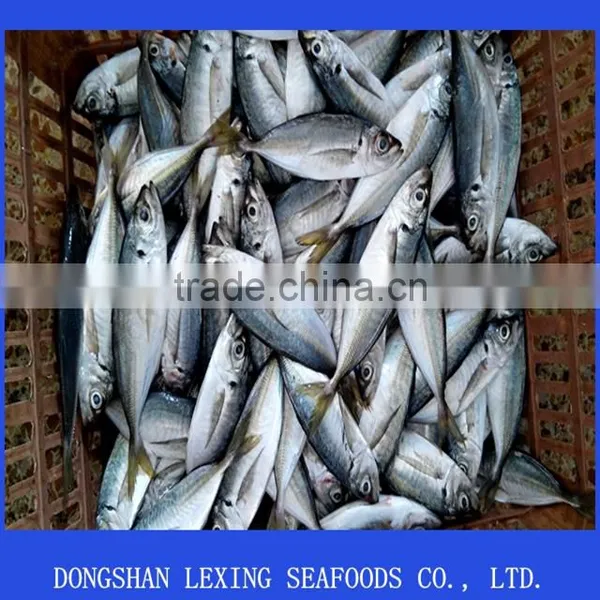 frozen mackerel horse mackerel fish