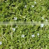 BACOPA DRY EXTRACT photo-4