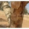Gum Arabic