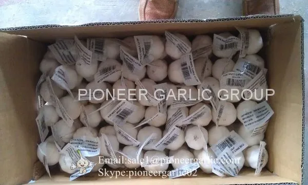 New Crop Fresh Chinese Pure White Garlic (5.0cm, 5.5cm, 6.0cm)Box Packing photo-3