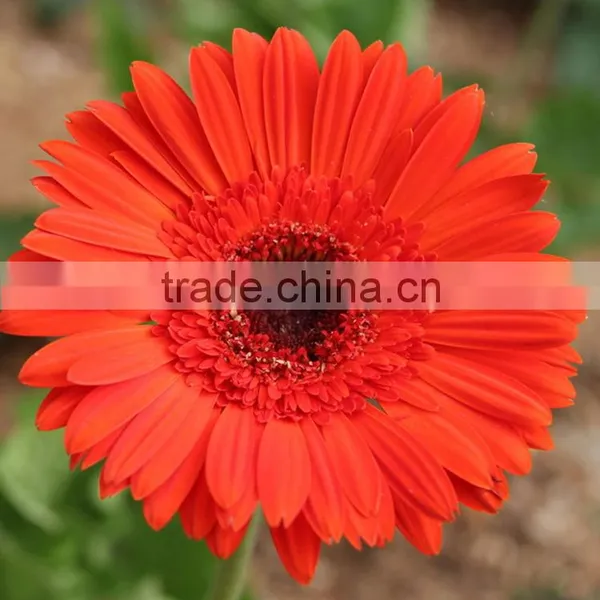 Bottom Price Savanna Dubai Fresh Flower Red Color Gerbera photo-2