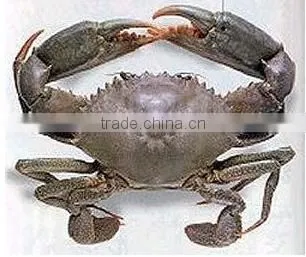 Frozen Mud Crab for Sale