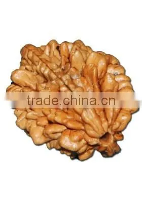 2-Face Rudraksha