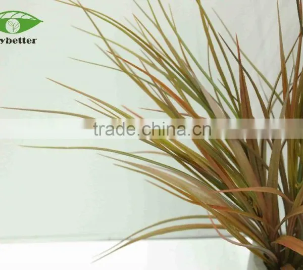 Hot Selling Narture Green Bonsai Ficus Microcarpa for Garden Decoration