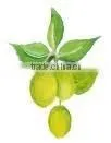 NEEM OIL