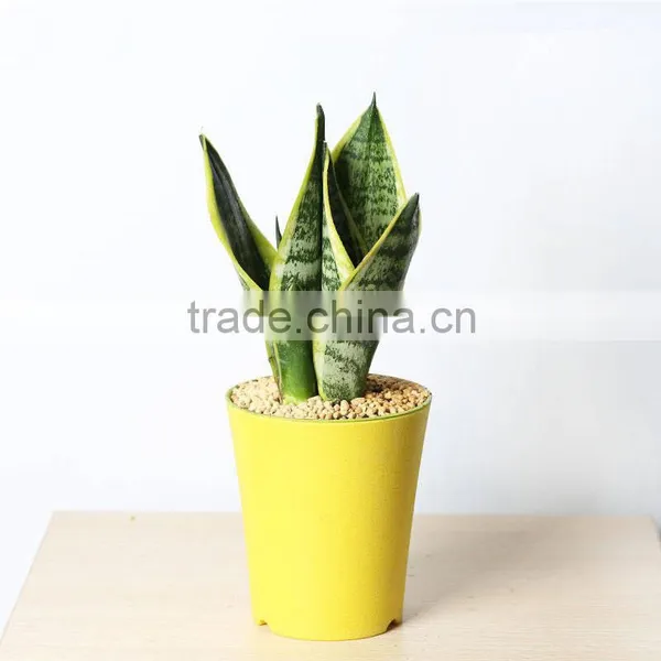 Sansevieria Hahaii,Sansevieria Surpeba, Sansevieria Laurentii