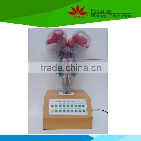 Low Priced Brain Stem Electic Model With Voice Prompts