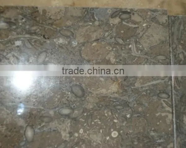 Fossil Brown Good Quality Polished Marbles for Flooring & Roofing Muscat photo-2