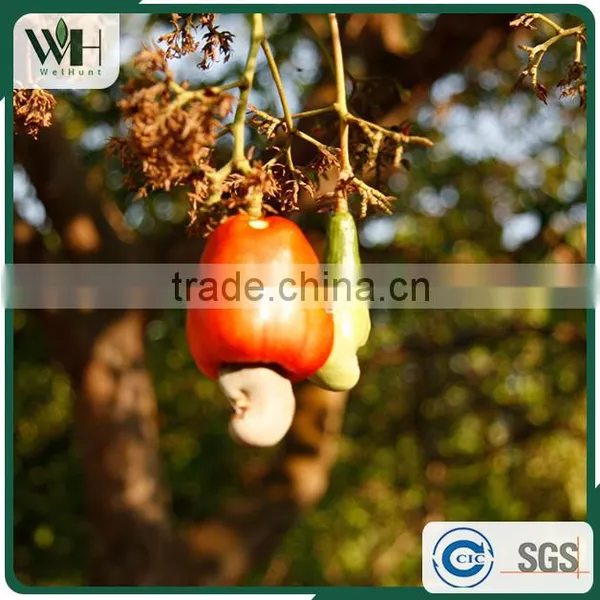 Cambodia Origin Raw Cashew Nuts in Shells photo-5