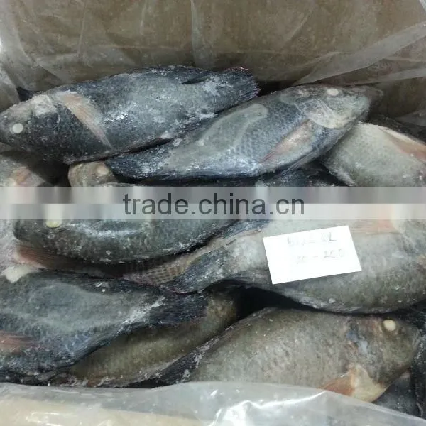 FROZEN BLACK TILAPIA WHOLE ROUND photo-3
