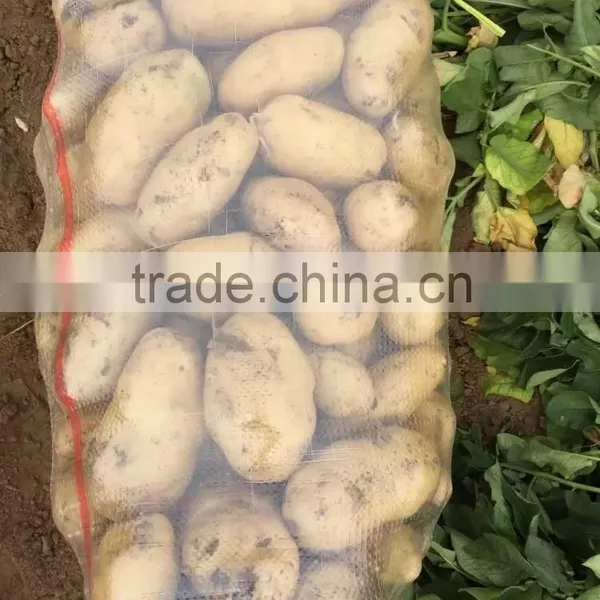 Holland Potato to Dubai Market for Sale photo-5