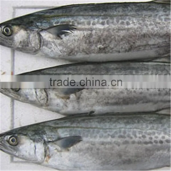 Frozen Serra Spanish Mackerel for Sale