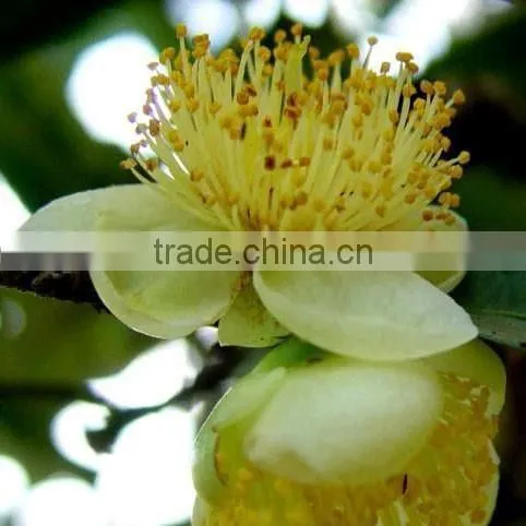 Gua Feng Zhai Pu'Er ----- Honey Sweet Mouth Feel photo-3