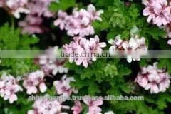 Vanilla Essential Oil photo-3
