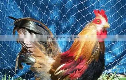 Hen House for Aviculture/breeding Mesh Fence photo-2