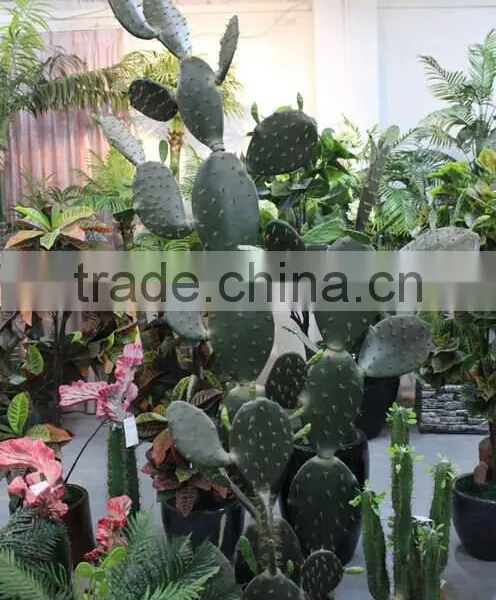 SJ3001012 Ornamental Cactos Plant Wholesale Cactus Potted Plant photo-3