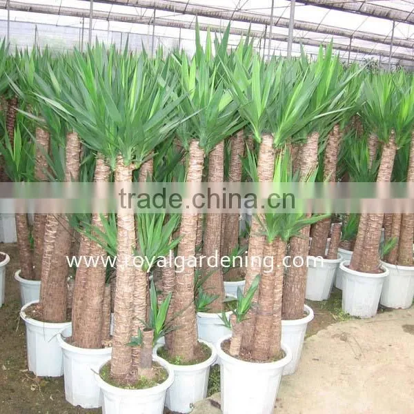 Yucca Elephantipes photo-2