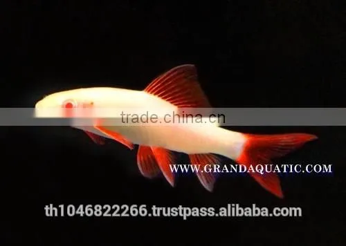 Rainbow Shark Albino / Ornamental Fish Exporter photo-2