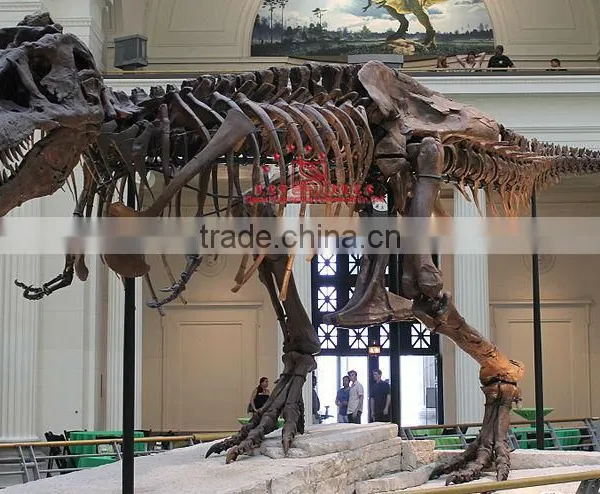 Museum Dinosaur Skeleton Replica Of T-Rex