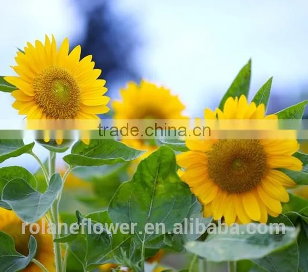 2016 Selling Flower Single Head Sunflower For Home Decoration photo-2