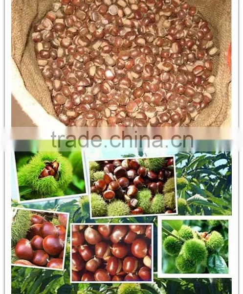 Supply Dried Chestnut With Good Quality for Sale photo-6