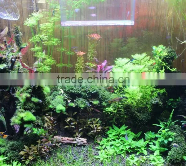 Dropship Wholesaler Freshwater Aquarium Led White Dsuny Led Aquarium Light Programmable Fresh Fish Water Planr photo-4