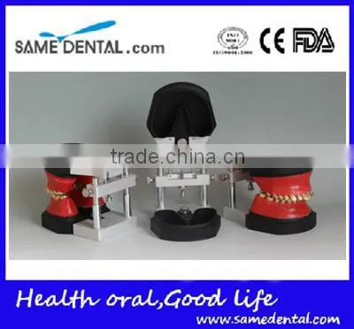 Dental Orthodontic Operational Training Model DEA-32 photo-2